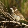 Fletnak sedohrbety - Cracticus torquatus - Grey butcherbird 5315